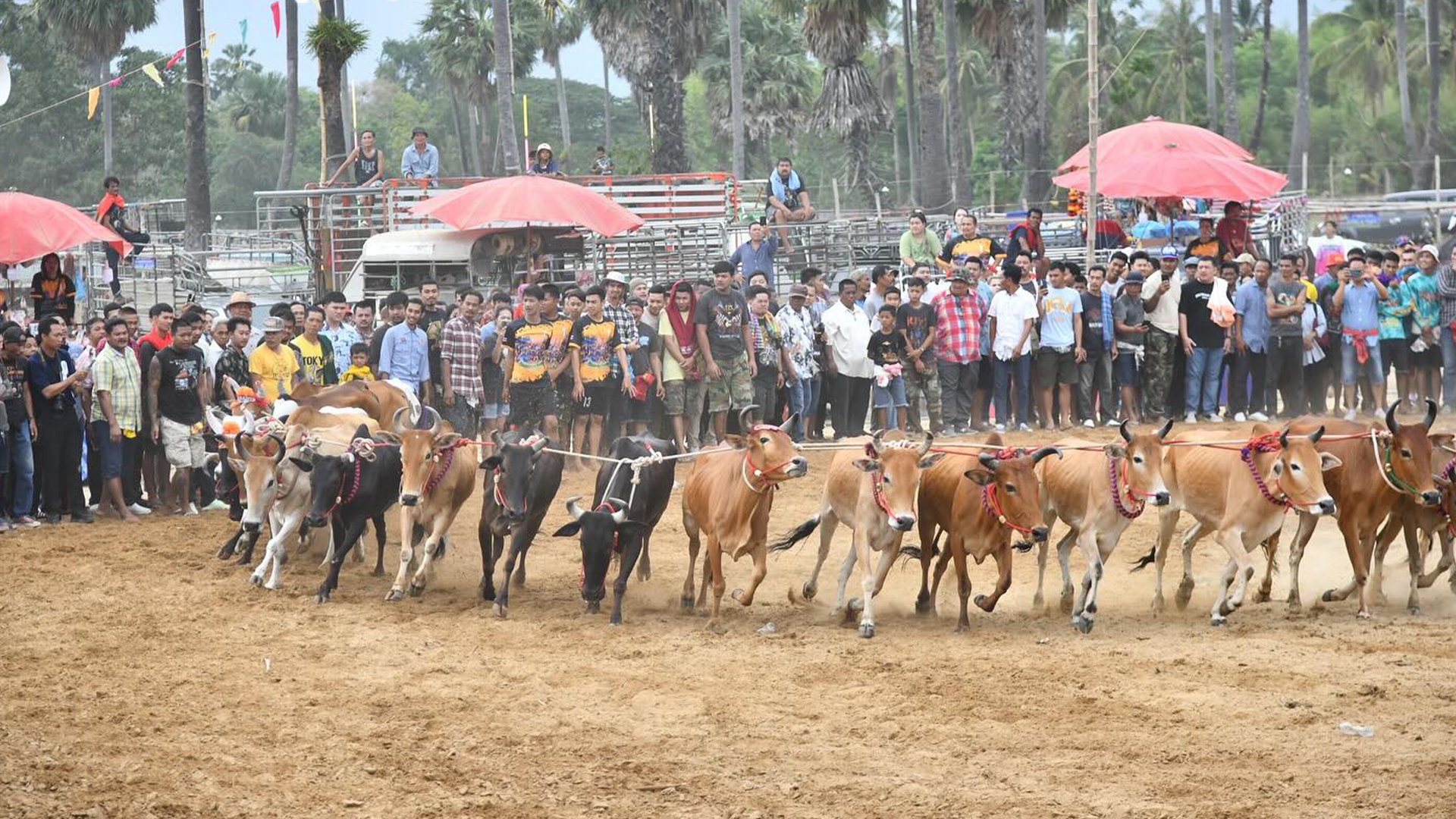 Wua Lan (Bull Racing) Tradition